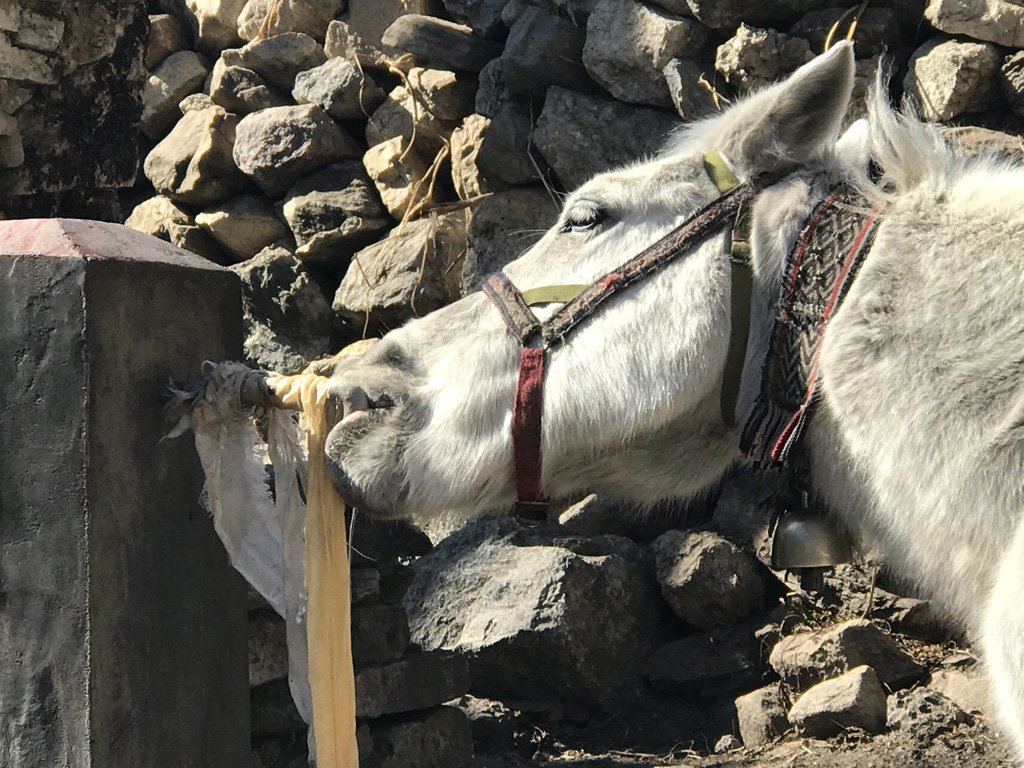 horse-manaslu