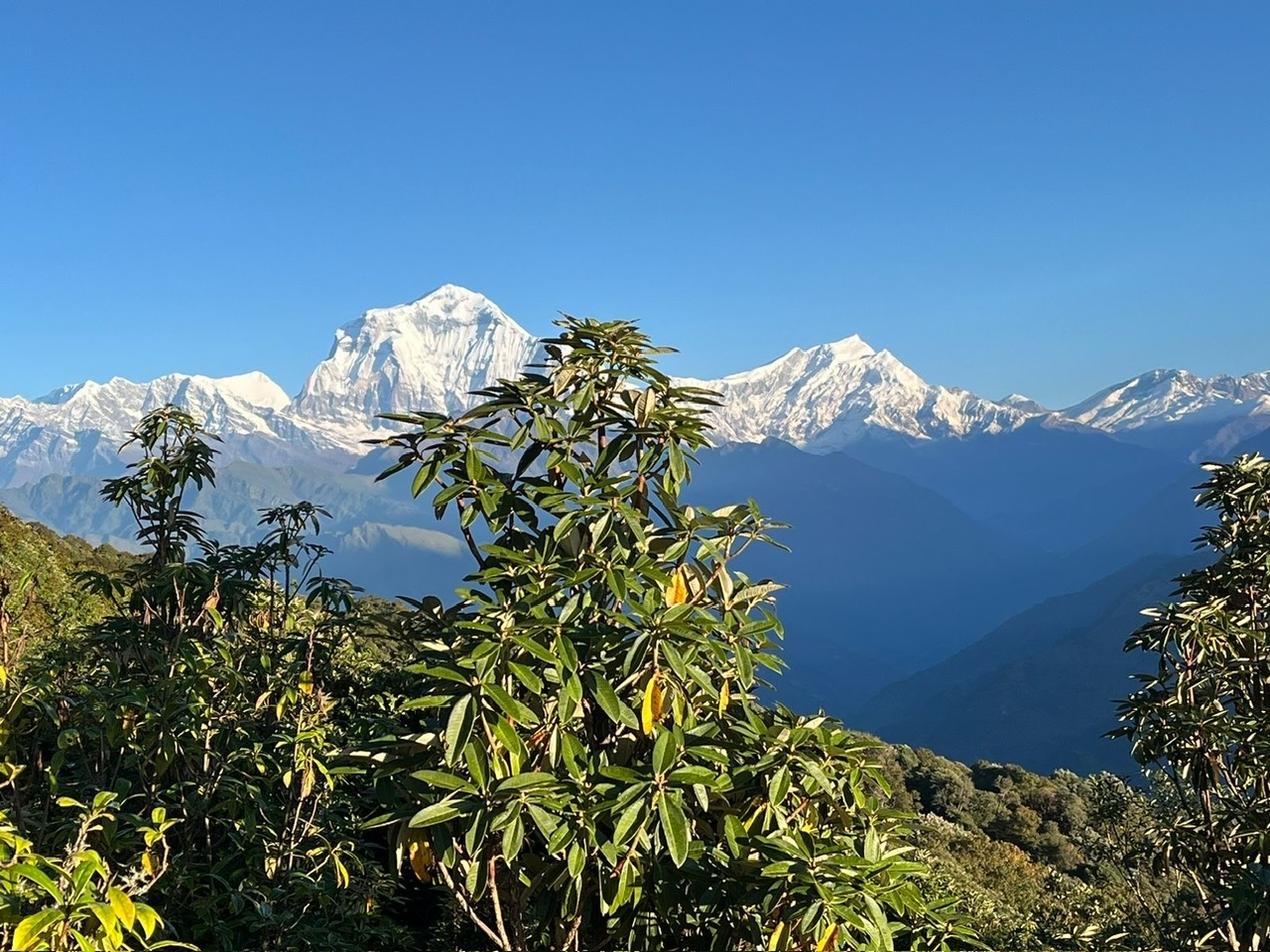 dhaulagiri-mounain-himalaya-from-poon-hill