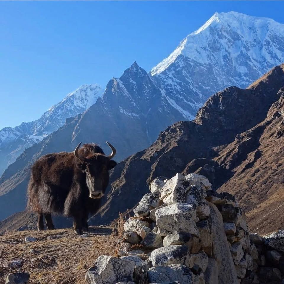 himalayan-yak-tamang-heritage-trail-way-to-lama-hotel