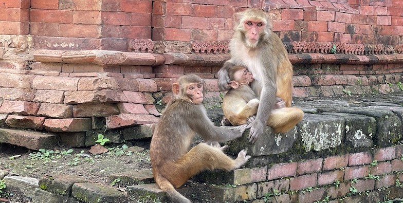 Monkey around Pashupatinath Temple