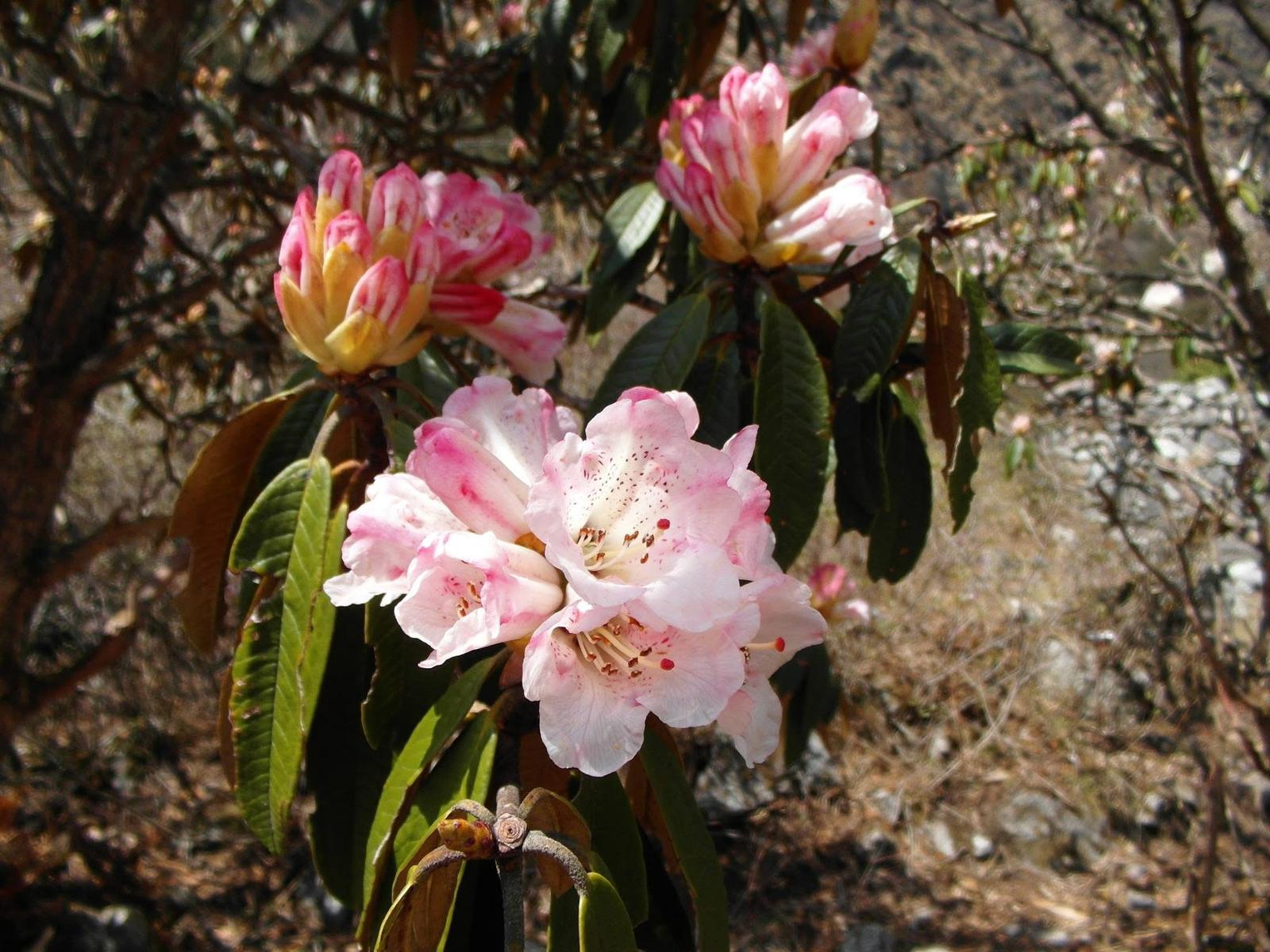 rhododendron-langtang