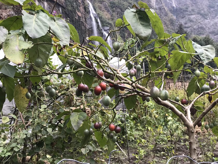 tree-tomato-nepal Kopie
