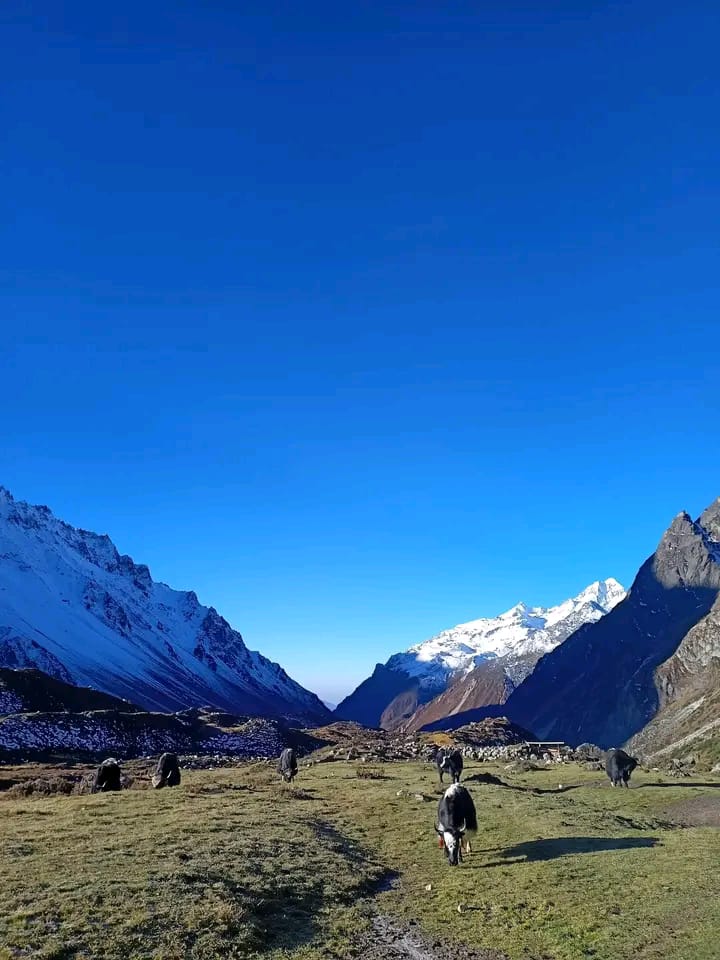 summer in kanchenjunga